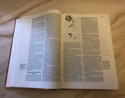NIrV Illustrated Bible 2013 – Easy Read Christian Bible - (Ref x420)